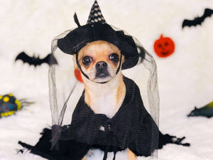 Halloween Safety Tips for Pets & Pet Owners