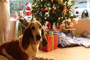 Gift Guide for Pets: Christmas Gifts for Cats and Dogs