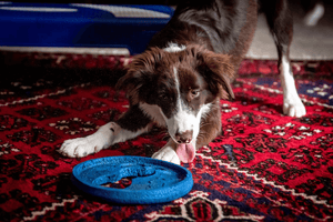 Indoor Exercise for Dogs: Staying Active Year Round