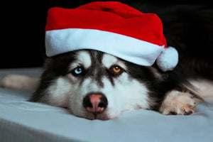 Holiday Pet Safety & Food FAQs