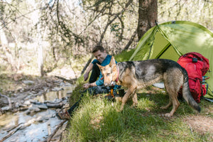 Camping With A Dog: Safety & Planning Tips