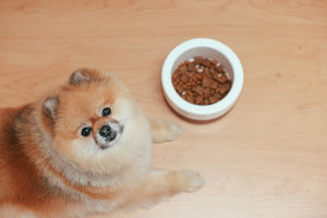 Can Changing Dog Food Cause Constipation?