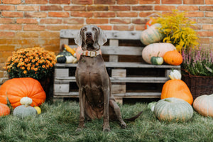 Can Dogs Eat Pumpkin? (And other FAQs)