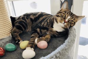 Purrfect Easter Basket Ideas for Cats