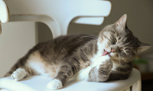 Navigating Seasonal Allergies in Cats: Symptoms, Treatments, and Common Questions
