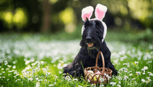 Spoil Your Pup: Dog Easter Basket Ideas