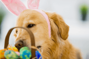 Hoppy Easter: How to Celebrate Safely with Your Dog This Holiday Season