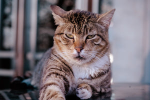 What Can I Give My Elderly Cat for Joint Pain & Arthritis?