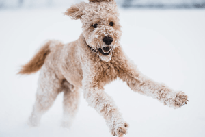 Winter Wellness Guide: Cold Weather Tips for Pet Safety