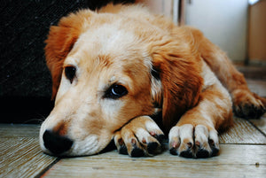 Can Probiotics Cause Constipation in Dogs?